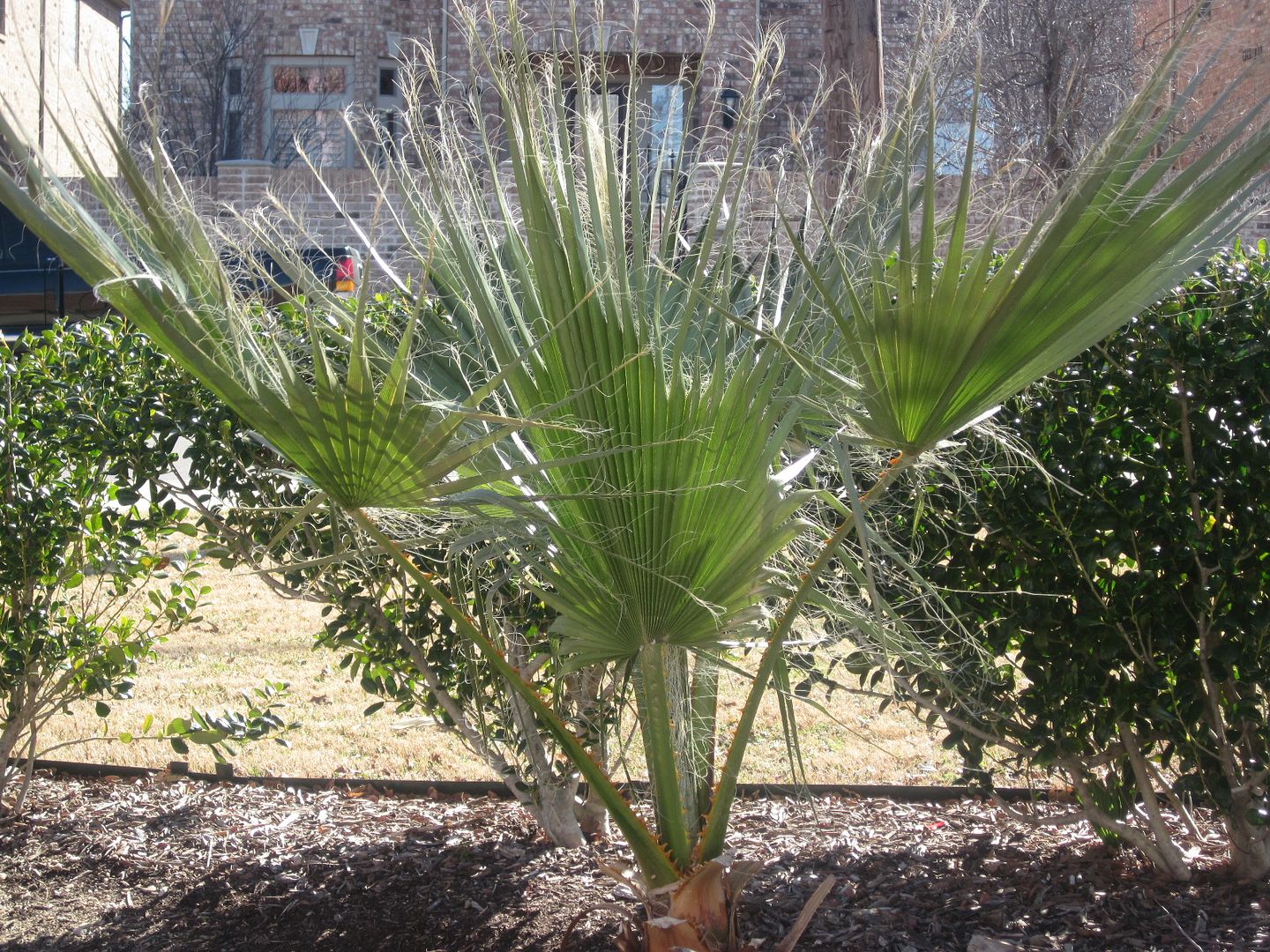 How to remove those pesky palm trees from you landscape The Dallas
